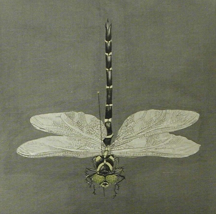 dragonflyptg2rotatedsquarecopy