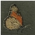 monarchbutterflyptgsquare1