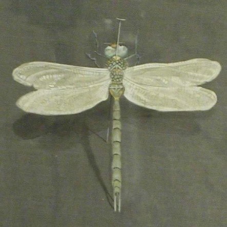 pinneddragonflyrotatedsquarecopy